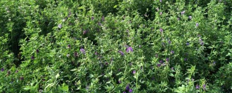 紫花苜蓿杂草的防治方法，播种前先深翻整地