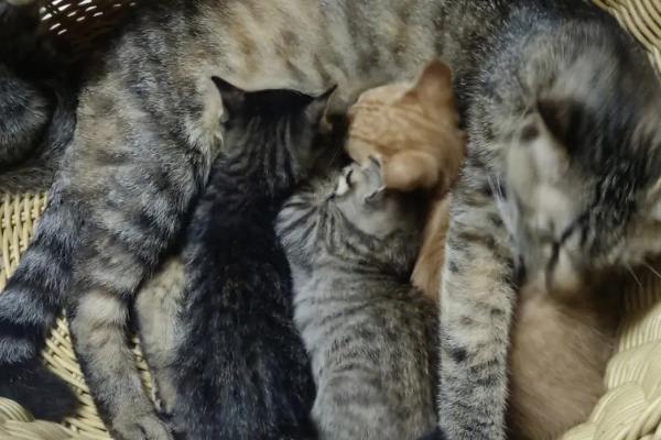 母猫断奶后出现涨奶情况如何处理，可饲喂清淡的食物、并帮助母猫挤奶