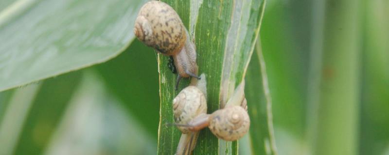 玉米蜗牛危害，主要为害玉米叶片
