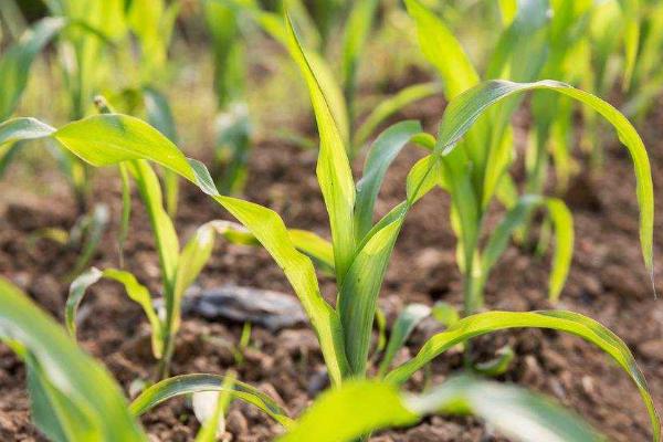 玉米苗期根腐病怎么用钾肥防治，可根据病株率用氯化钾兑水灌根