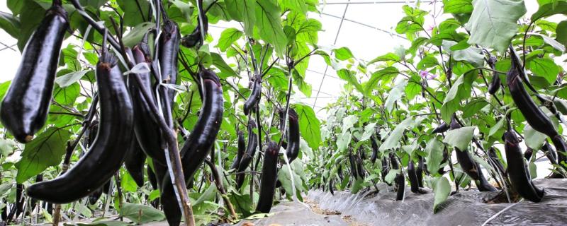 夏秋茄子栽培法，于4月下旬或5月初育苗