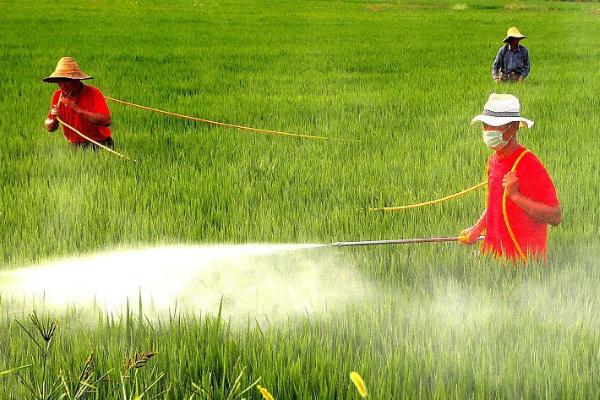 水稻秧田化学除草方式，使用恰当能省工、省力、效果好