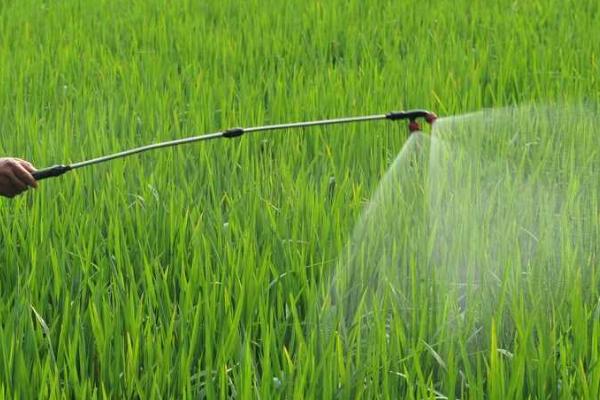 水稻秧田化学除草方式，使用恰当能省工、省力、效果好