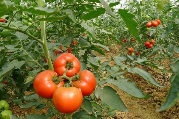 番茄如何安全越冬，应合理追肥、控温、促进光照等
