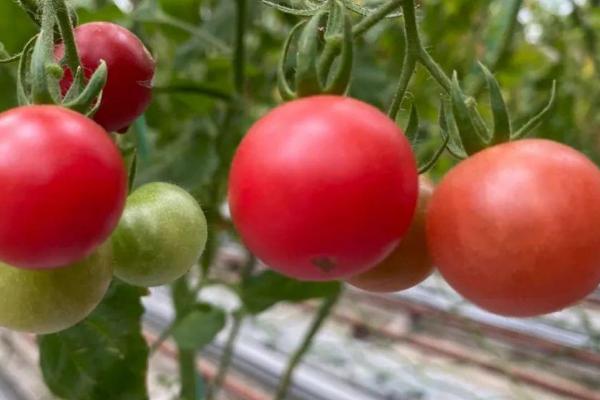 番茄如何安全越冬，应合理追肥、控温、促进光照等