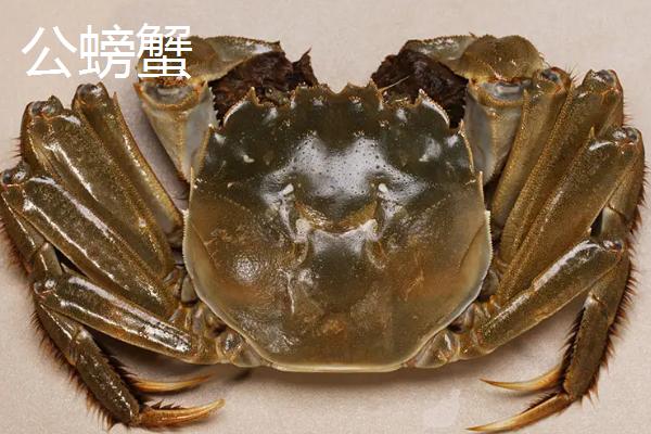 螃蟹公母分辨方法，公蟹腹部呈三角状、母蟹腹部呈圆形