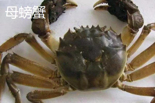 螃蟹公母分辨方法，公蟹腹部呈三角状、母蟹腹部呈圆形