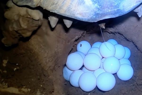 乌龟过多久才会产蛋，需生长7年左右才能生产