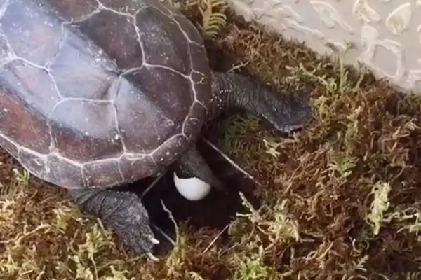 乌龟过多久才会产蛋，需生长7年左右才能生产