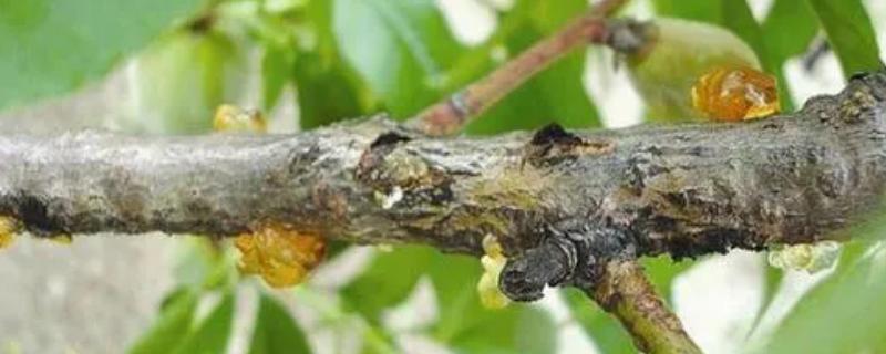 杏树流胶的原因，排水不良或修剪过重都会导致