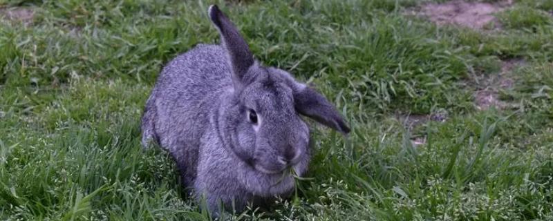 兔子是哺乳动物吗，属于哺乳动物
