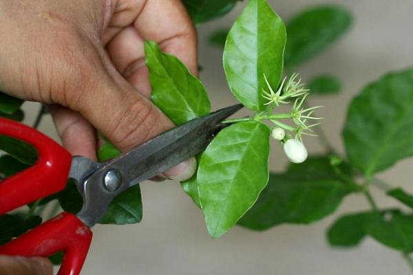 修剪茉莉花的方法，可短截过长枝、剪除病枯枝和过密枝