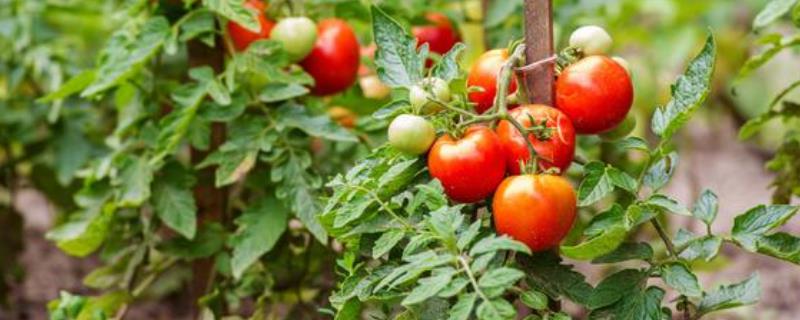 秋番茄的种植时间，一般在7月中下旬到8月上中旬播种