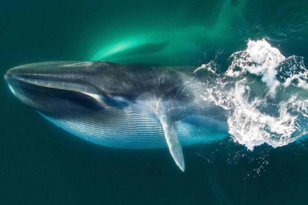 鲸鱼是否属于鱼类，不是鱼类而是属于哺乳动物