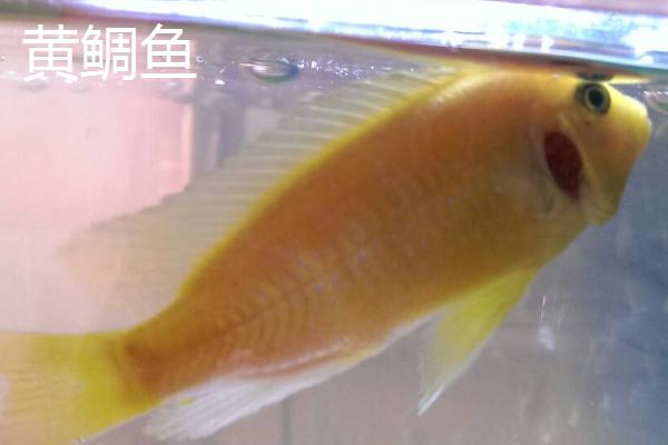 黄鲷鱼和黑鲷鱼的区别，黄鲷鱼呈黄色、黑鲷鱼呈青灰色