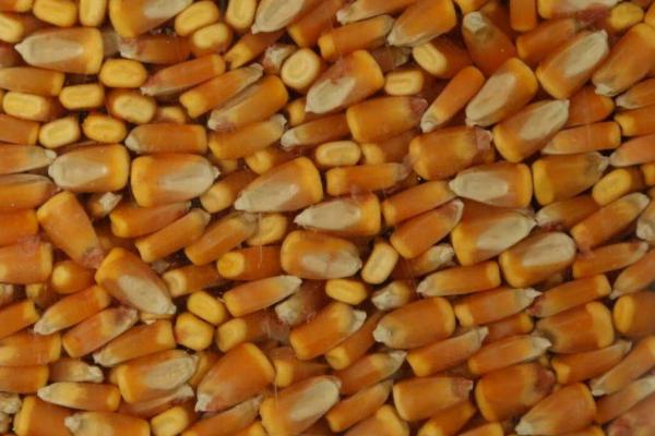 玉米种子如何选取，以“三证”、“一照”齐全的单位购买为宜