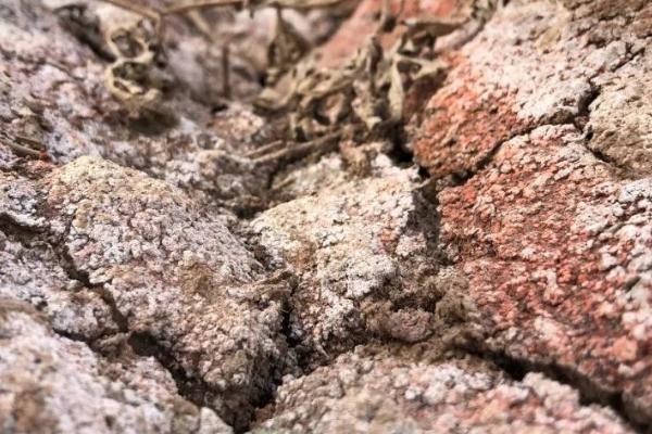 土壤发生盐害的原因，可能是过量使用氮肥等因素所导致