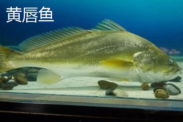 黄唇鱼和黄花鱼有什么区别，黄花鱼尾巴细长鳞片略小、黄唇鱼体型较大体背棕黄