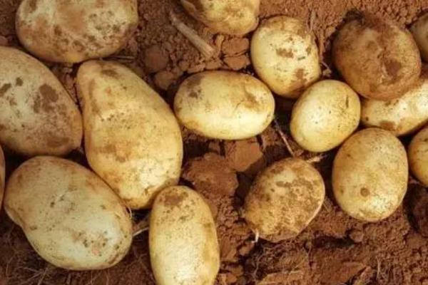 脱毒马铃薯的种植管理方法，用原种繁殖、现蕾期要除草保窝
