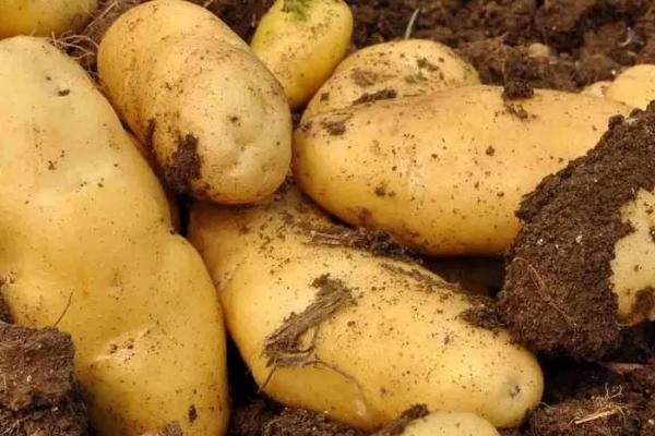 脱毒马铃薯的种植管理方法，用原种繁殖、现蕾期要除草保窝