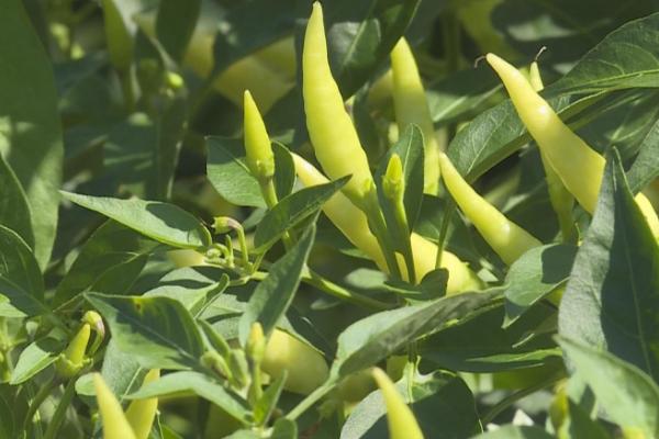 小米椒种子能不能直接播种，不宜直接播种、需进行浸种催芽处理