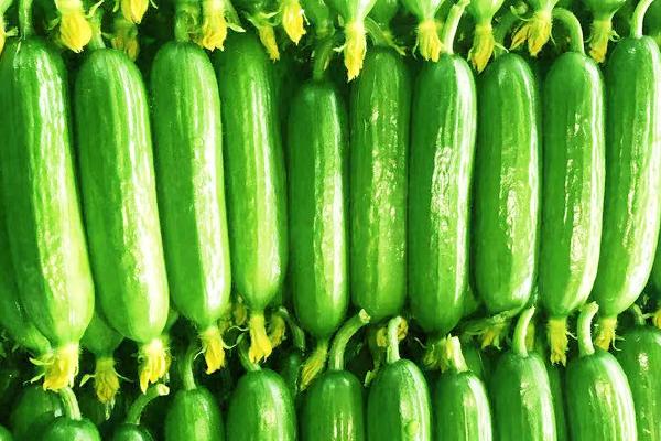 荷兰型12号水果黄瓜的特征，瓜条呈圆柱形、颜色浅绿、具有较强抗病能力