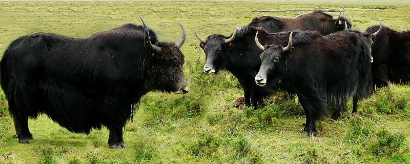 一头牦牛有多重，成年雄性牦牛可达400-500kg