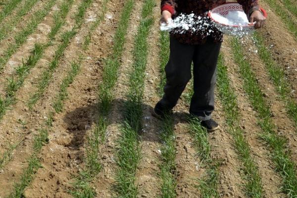 开春后如何对冬小麦施肥，可亩施尿素10-15公斤