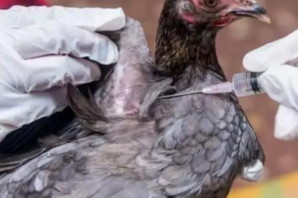 鸽子一年要打多少次疫苗，一年通常只需免疫一次
