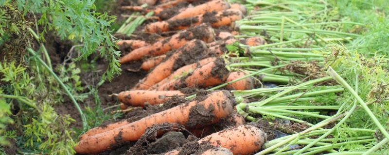 胡萝卜怎么种植，可进行人工点播或机器播种