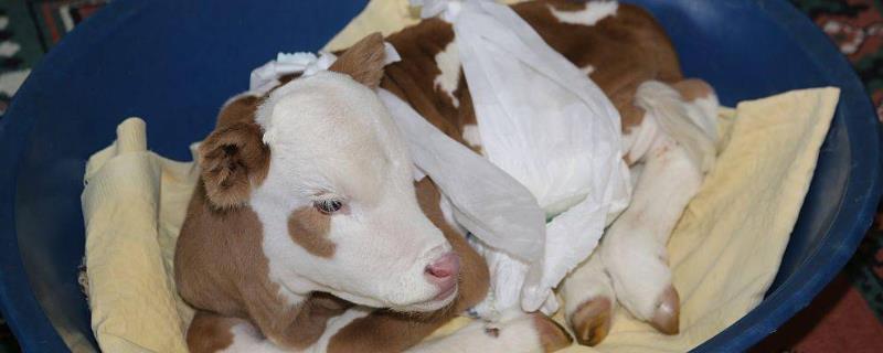 母牛七个月早产小牛能活吗，生命体征处于平稳状态便可活