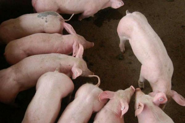 四十斤的仔猪一天喂多少料，应采取自由采食的喂食方式