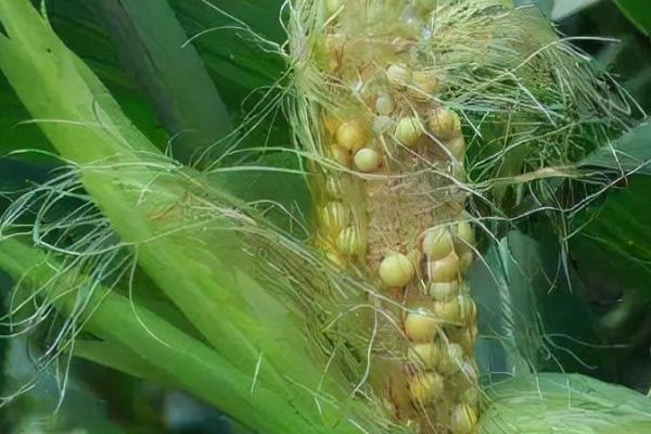 玉米秃尖缺粒发生原因，与品种、土壤、营养等有关