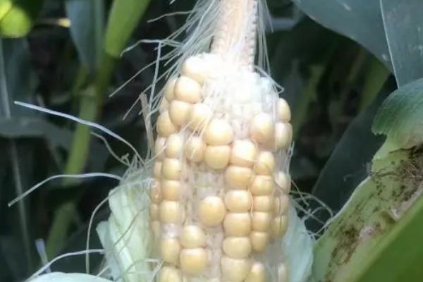 玉米秃尖缺粒发生原因，与品种、土壤、营养等有关