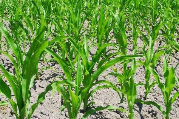 玉米缺苗断垄的原因，种子质量差容易出现缺苗断垄及大小苗情况