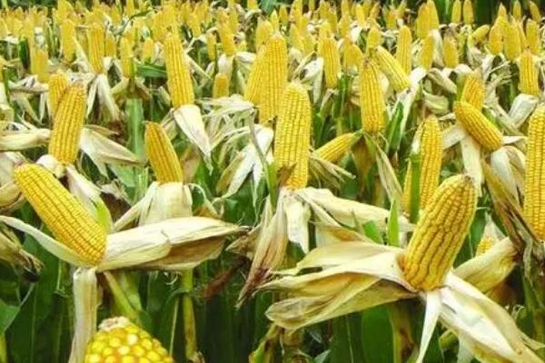玉米缺苗断垄的原因，种子质量差容易出现缺苗断垄及大小苗情况