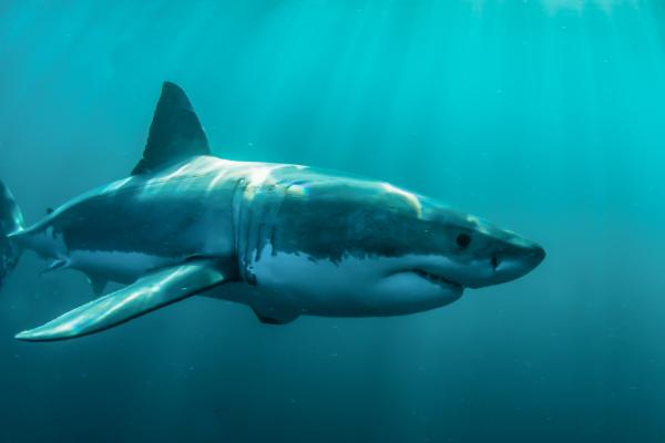 鲨鱼是哺乳动物吗，不是哺乳动物而是鱼类
