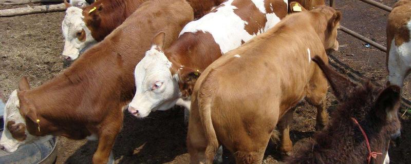 小牛不爱吃料的原因，可能是饲料适口性差