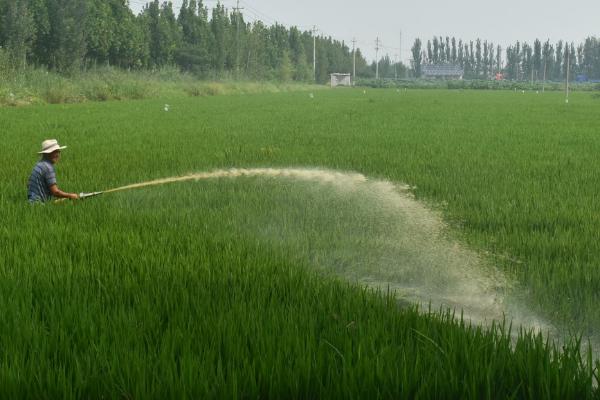 水稻增施有机肥的原因，可直接为水稻提供各种丰富的养分