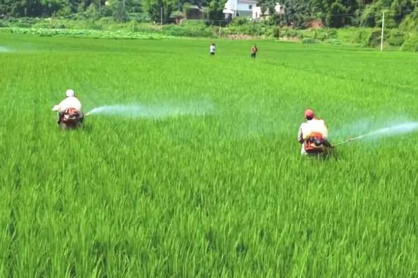 水稻增施有机肥的原因，可直接为水稻提供各种丰富的养分