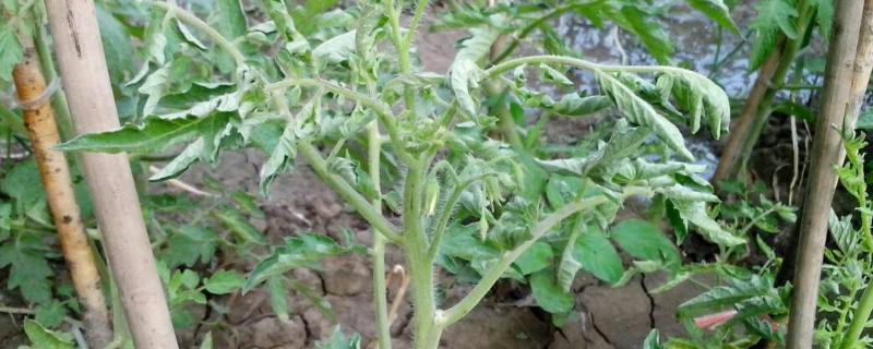 西红柿卷叶原因，高温、低温、施肥过量都会导致