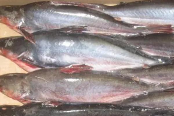 巴沙鱼是不是淡水鱼，是东南亚国家重要的淡水鱼种