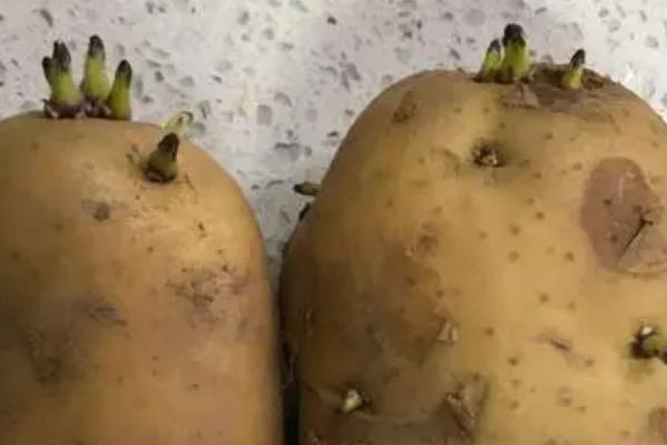 发芽土豆的栽种方法，首先需要切开发芽的土豆