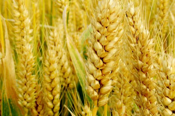 中麦533品种简介，播种期是9月28日-10月5日