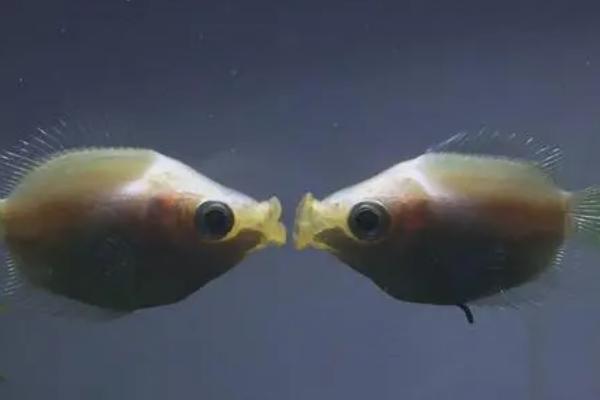 接吻鱼属于卵生还是胎生动物，属于卵生鱼类