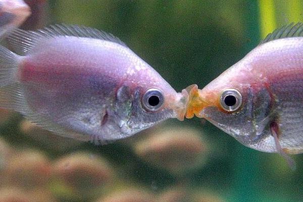 接吻鱼属于卵生还是胎生动物，属于卵生鱼类