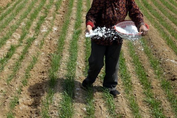 冬小麦对肥料的需求特点，起身拔节期对氮肥的需求量较多