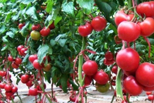 番茄出现空洞果的原因，可能是缺少肥水或授粉不良等因素所导致