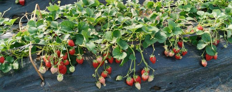 四季草莓有什么优缺点，优点是四季均可分化嫩芽、缺点是对营养的消耗量较大