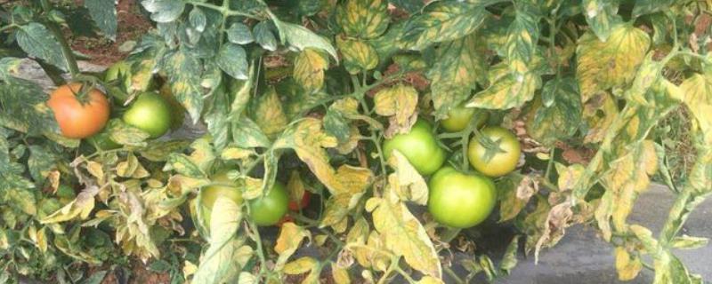 冬季大棚番茄怎么防治叶霉病，摘除老叶、黄叶可减少发病